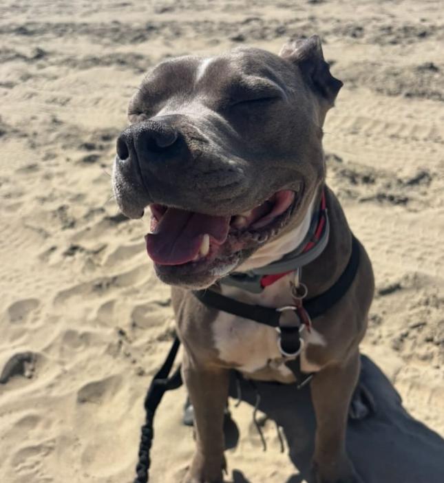 Enlarge Gorda, a ADOPTABLE Pit Bull Terrier in TEMECULA, CA image 2/5