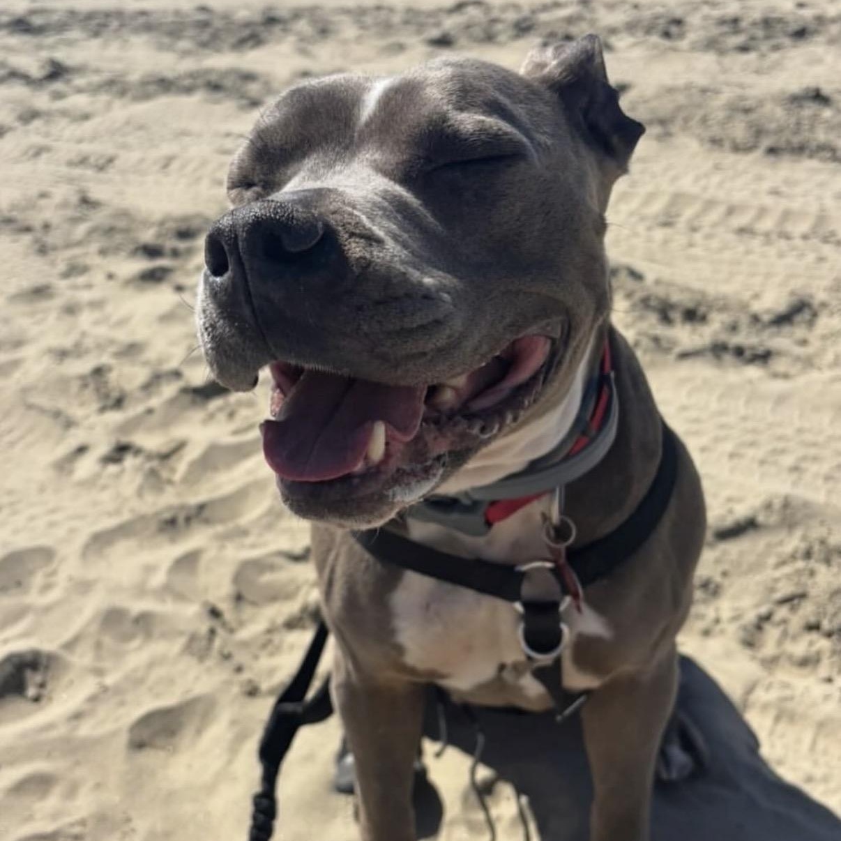 Enlarge Gorda, a Adoptable Pit Bull Terrier in Westlake Village, CA image 5/5