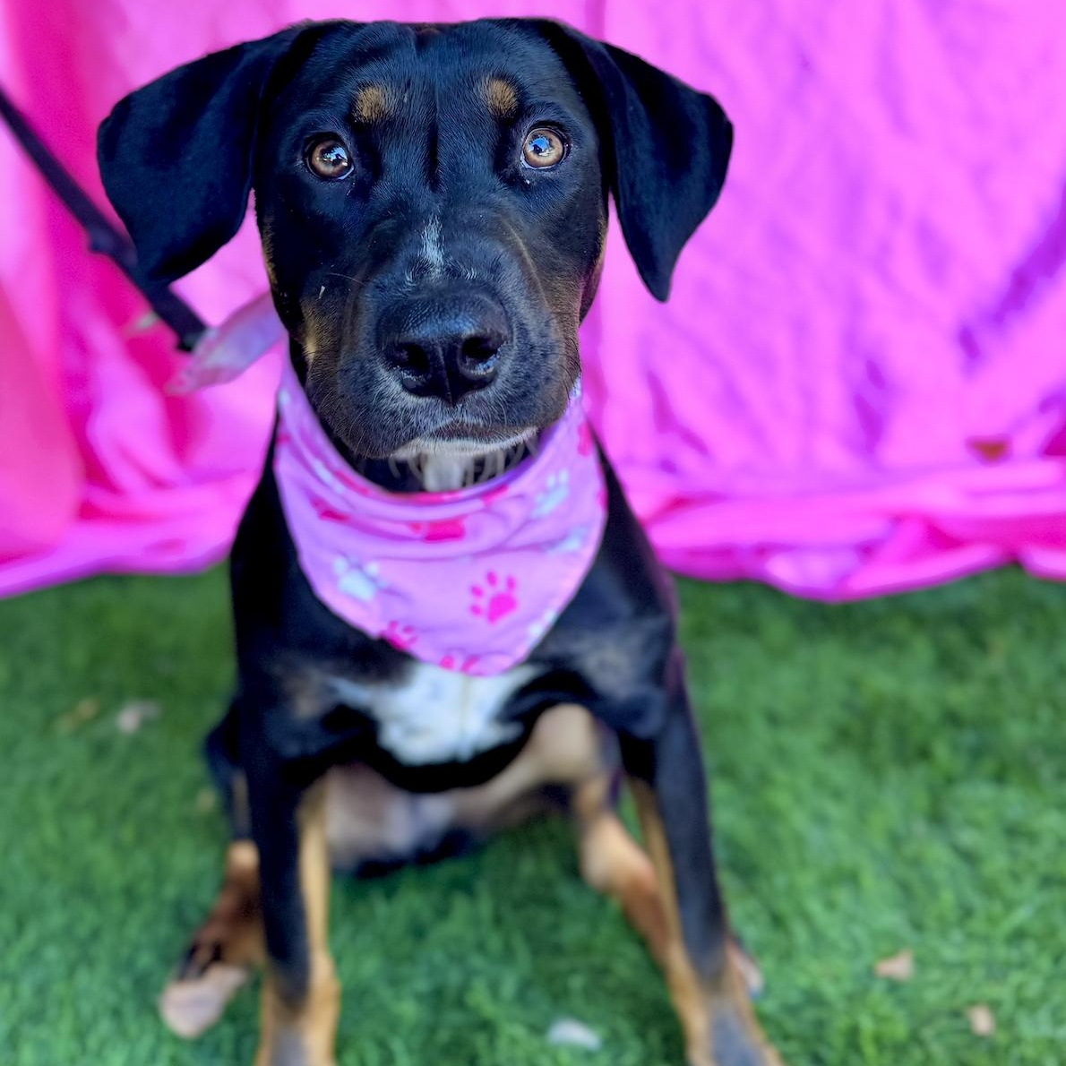 Enlarge MOCHA, a Adoptable mixed breed in Rowland Heights, CA image 6/6