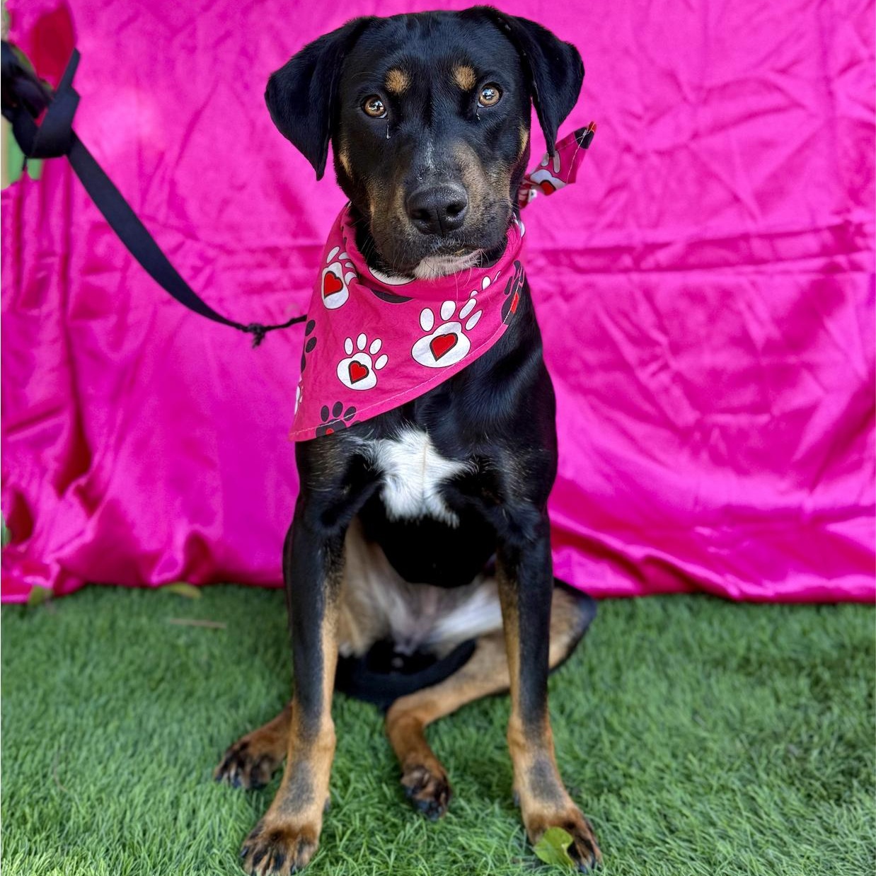 Enlarge MOCHA, a Adoptable mixed breed in Rowland Heights, CA image 4/6