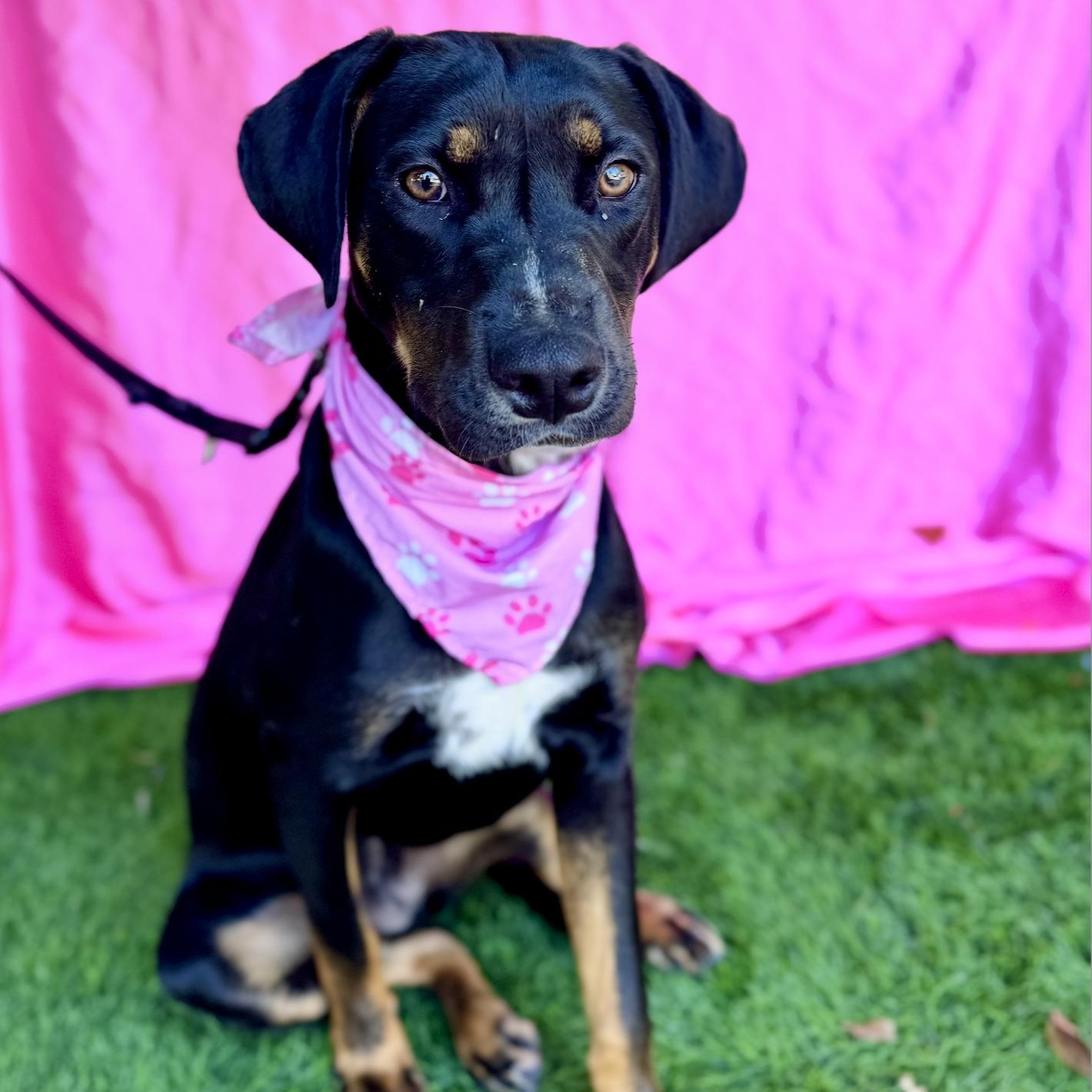 Enlarge MOCHA, a Adoptable mixed breed in Rowland Heights, CA image 3/6