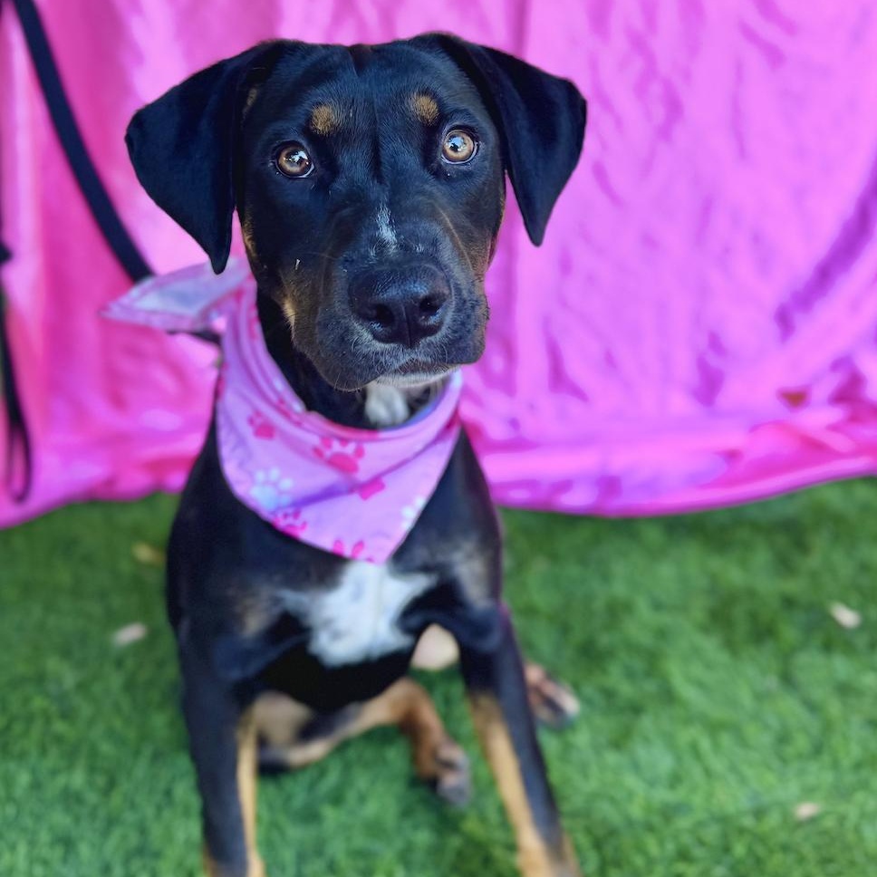 Enlarge MOCHA, a Adoptable mixed breed in Rowland Heights, CA image 4/6