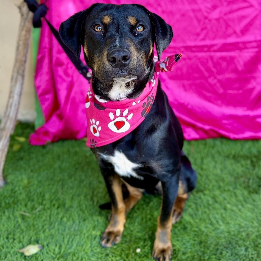 Enlarge MOCHA, a Adoptable mixed breed in Rowland Heights, CA image 3/6