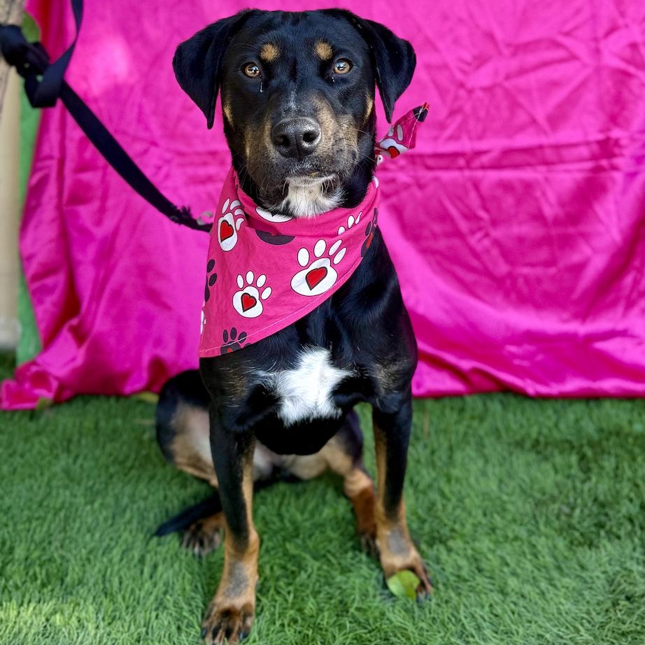 Enlarge MOCHA, a Adoptable mixed breed in Rowland Heights, CA image 2/6