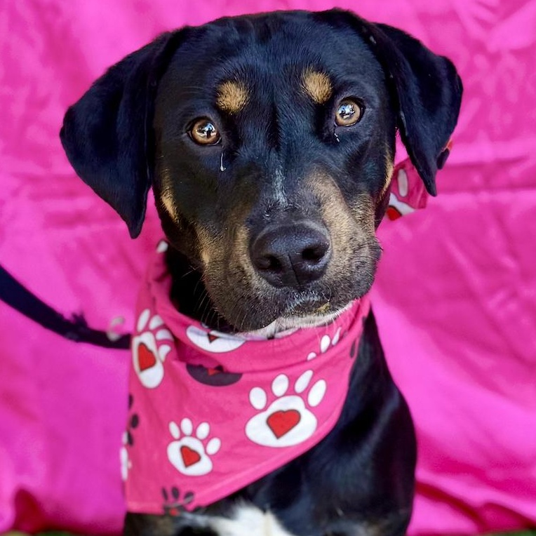 Enlarge MOCHA, a Adoptable mixed breed in Rowland Heights, CA image 1/6