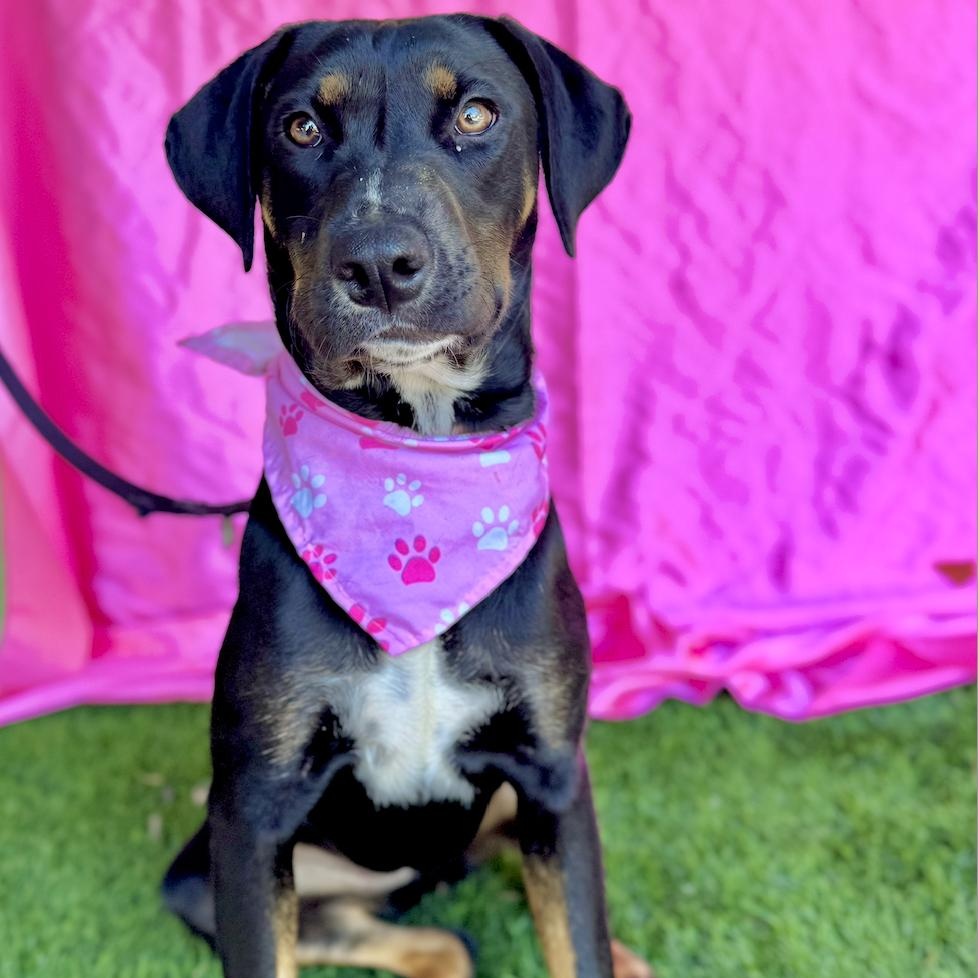 Enlarge MOCHA, a Adoptable mixed breed in Rowland Heights, CA image 5/6