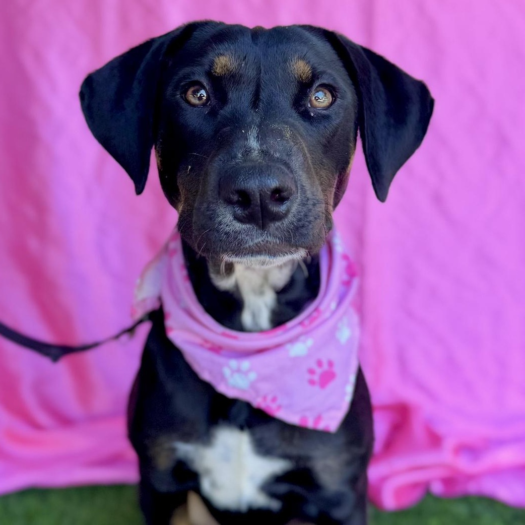 Enlarge MOCHA, a Adoptable mixed breed in Rowland Heights, CA image 1/6