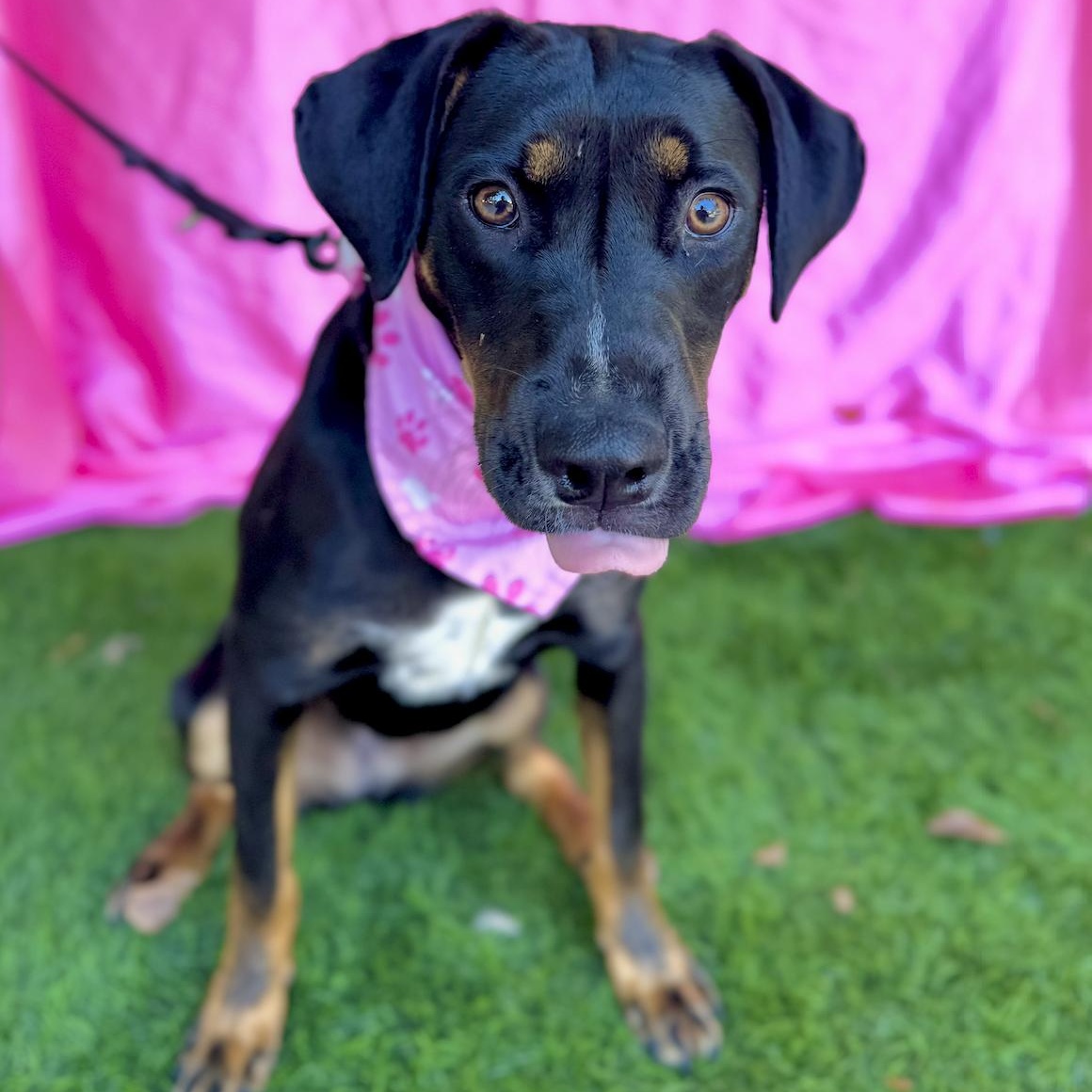 Enlarge MOCHA, a Adoptable mixed breed in Rowland Heights, CA image 2/6