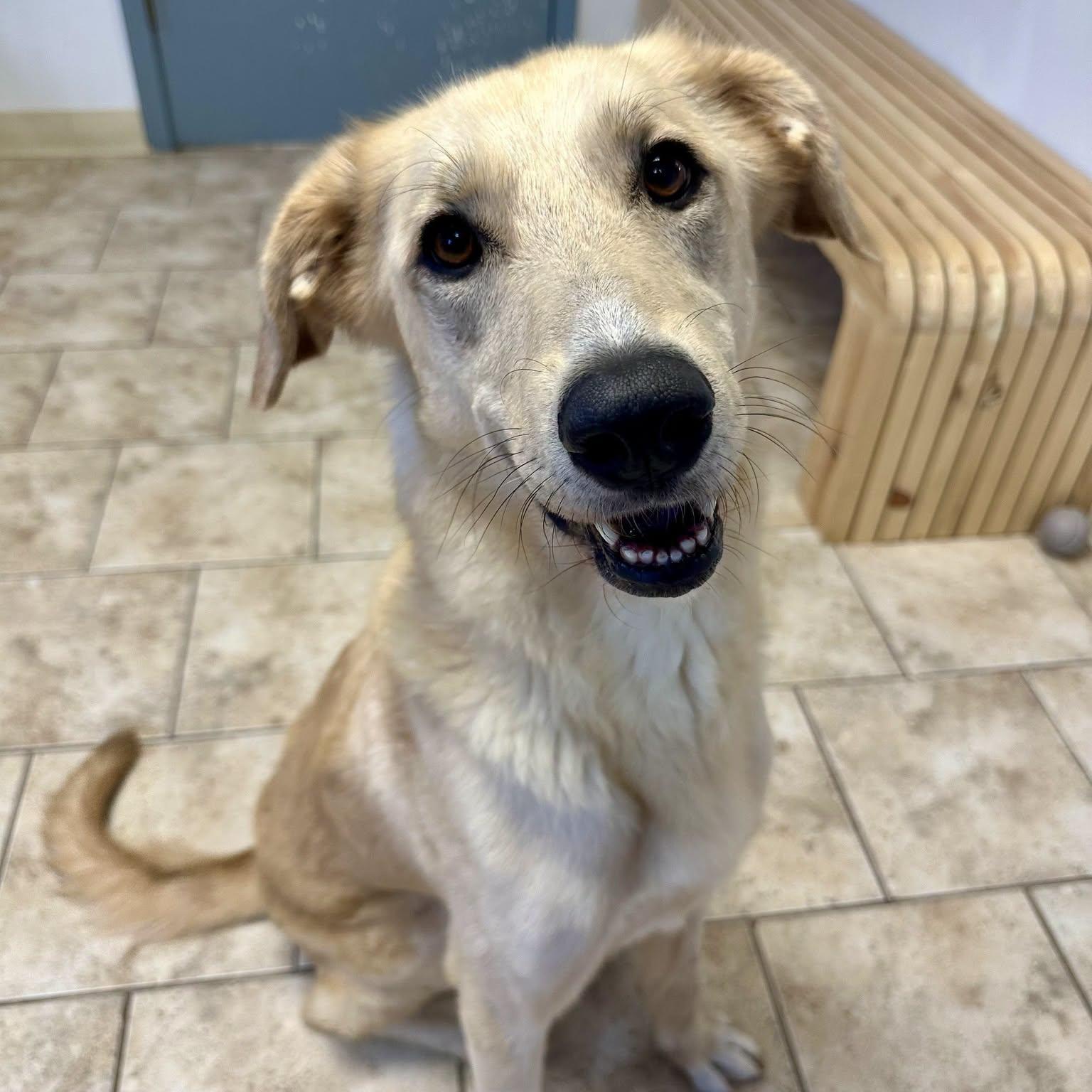 Enlarge Sadie, a ADOPTABLE mixed breed in Pacific, MO image 2/3