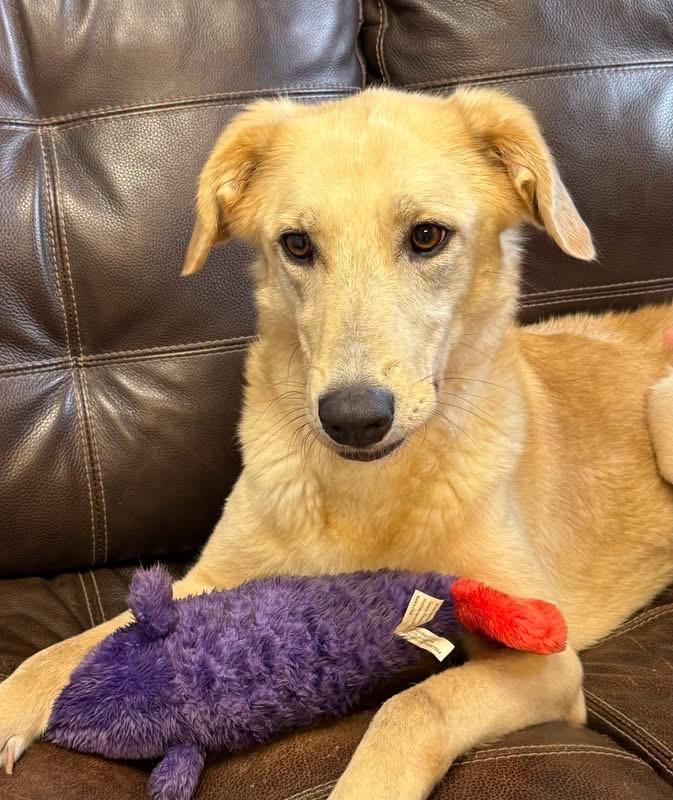Sadie, ADOPTABLE, Adult Female Golden Retriever.