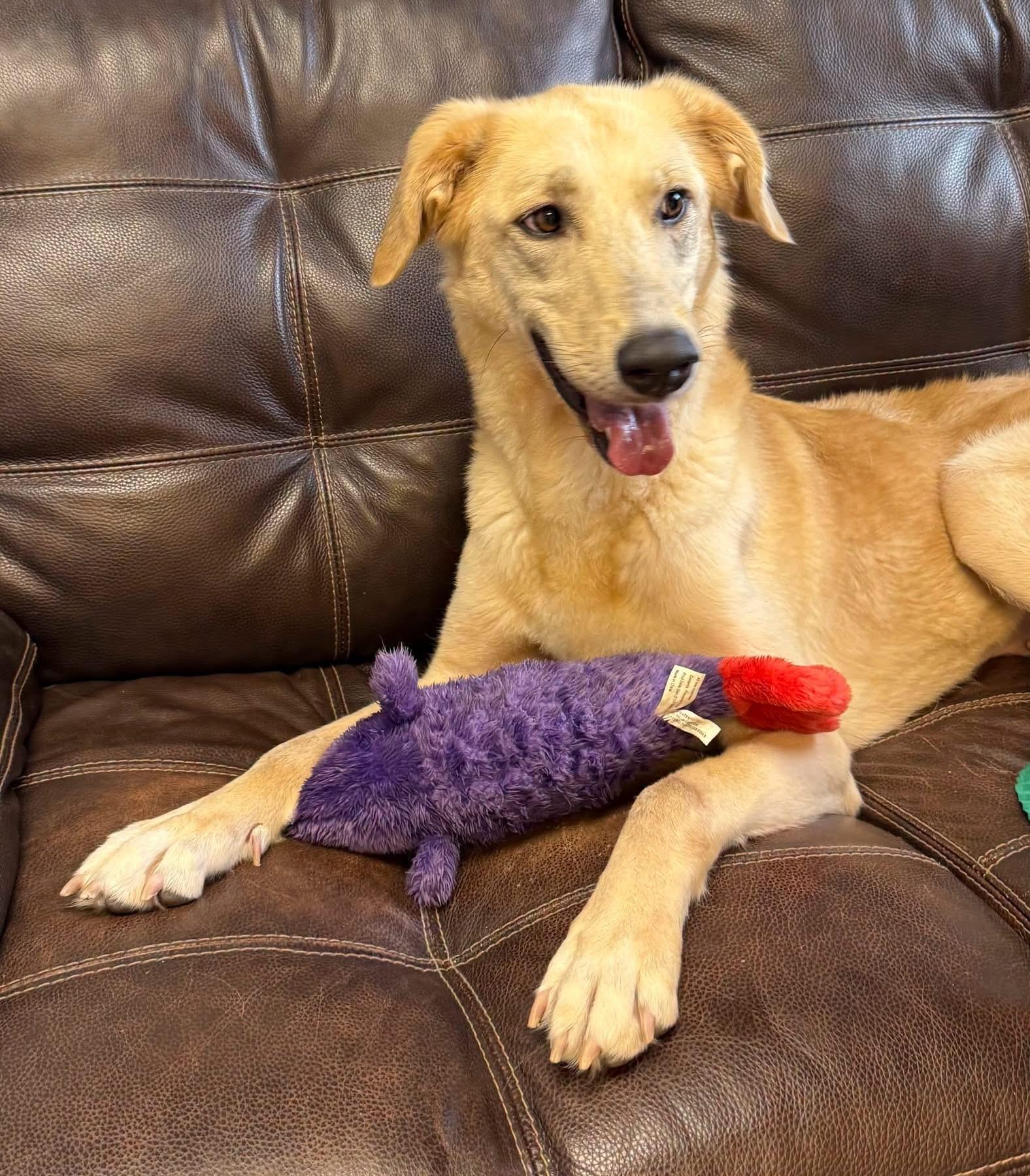 Sadie, a ADOPTABLE mixed breed in Pacific, MO image 2/2