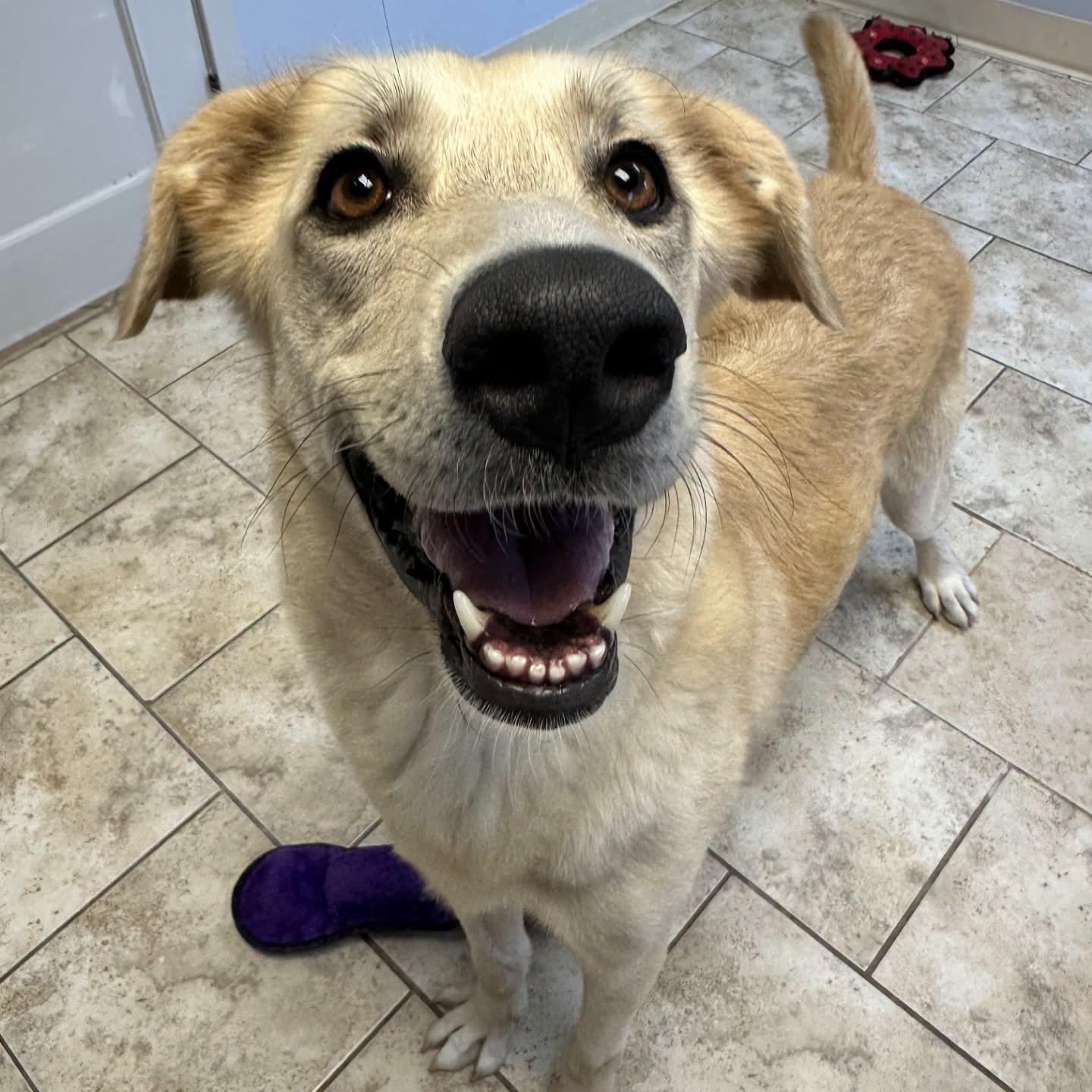 Sadie, ADOPTABLE, Adult Female Golden Retriever.