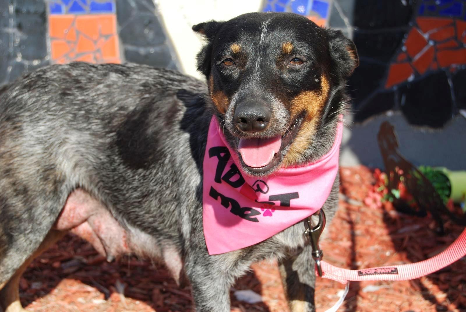 MEDIA NOCHE, ADOPTABLE, Adult Female Australian Cattle Dog / Blue Heeler.