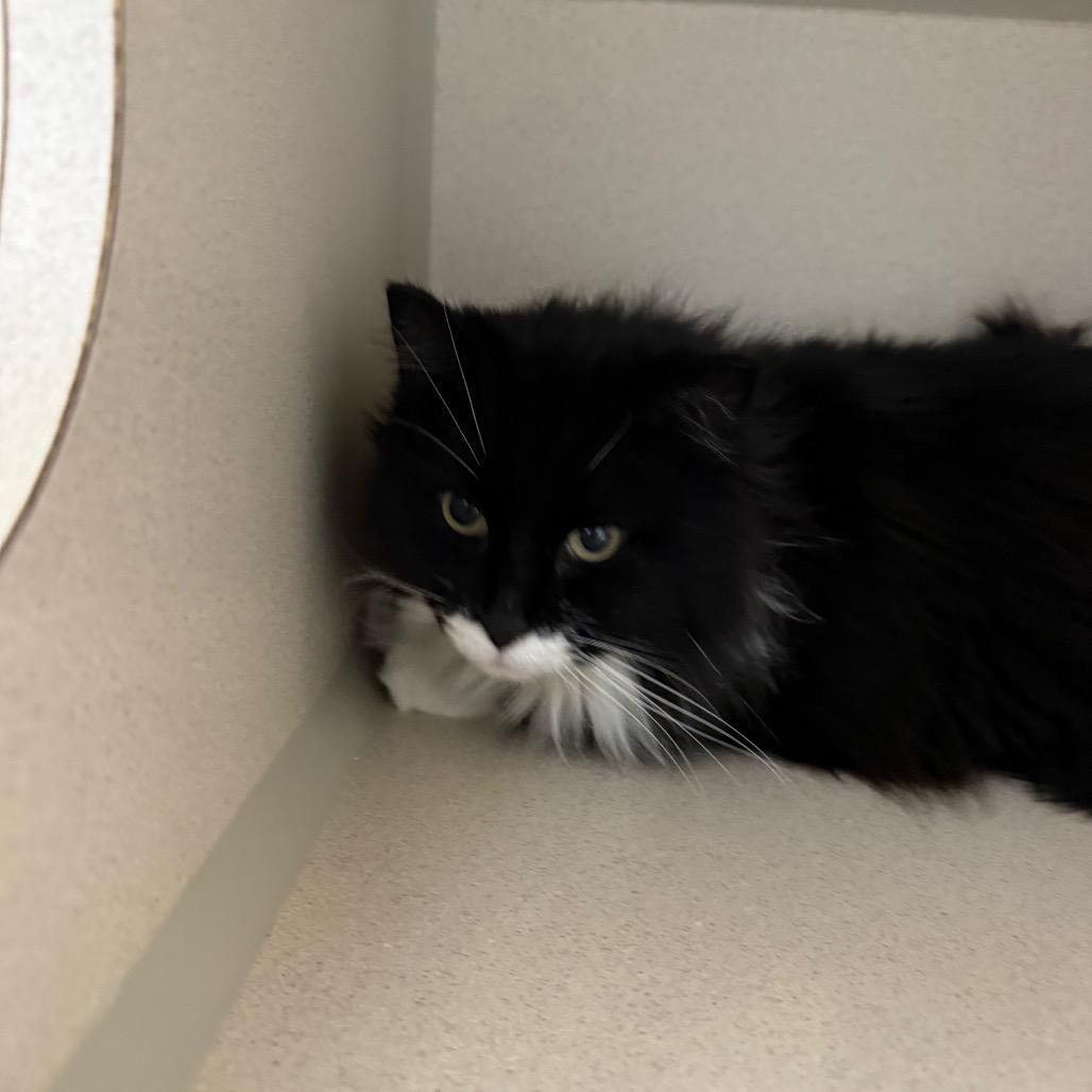 Enlarge Lola, a Adoptable Domestic Long Hair in Great Falls, MT image 1/6