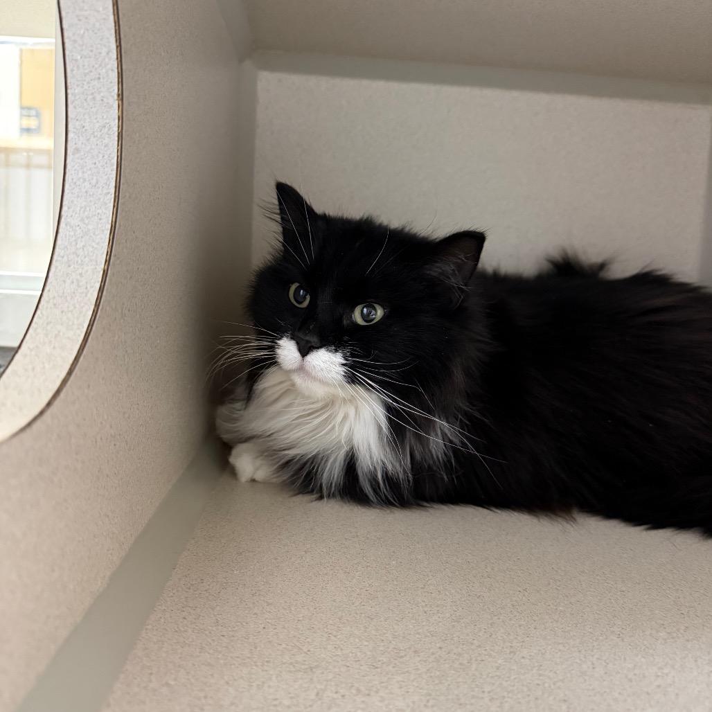 Enlarge Lola, a Adoptable Domestic Long Hair in Great Falls, MT image 2/6