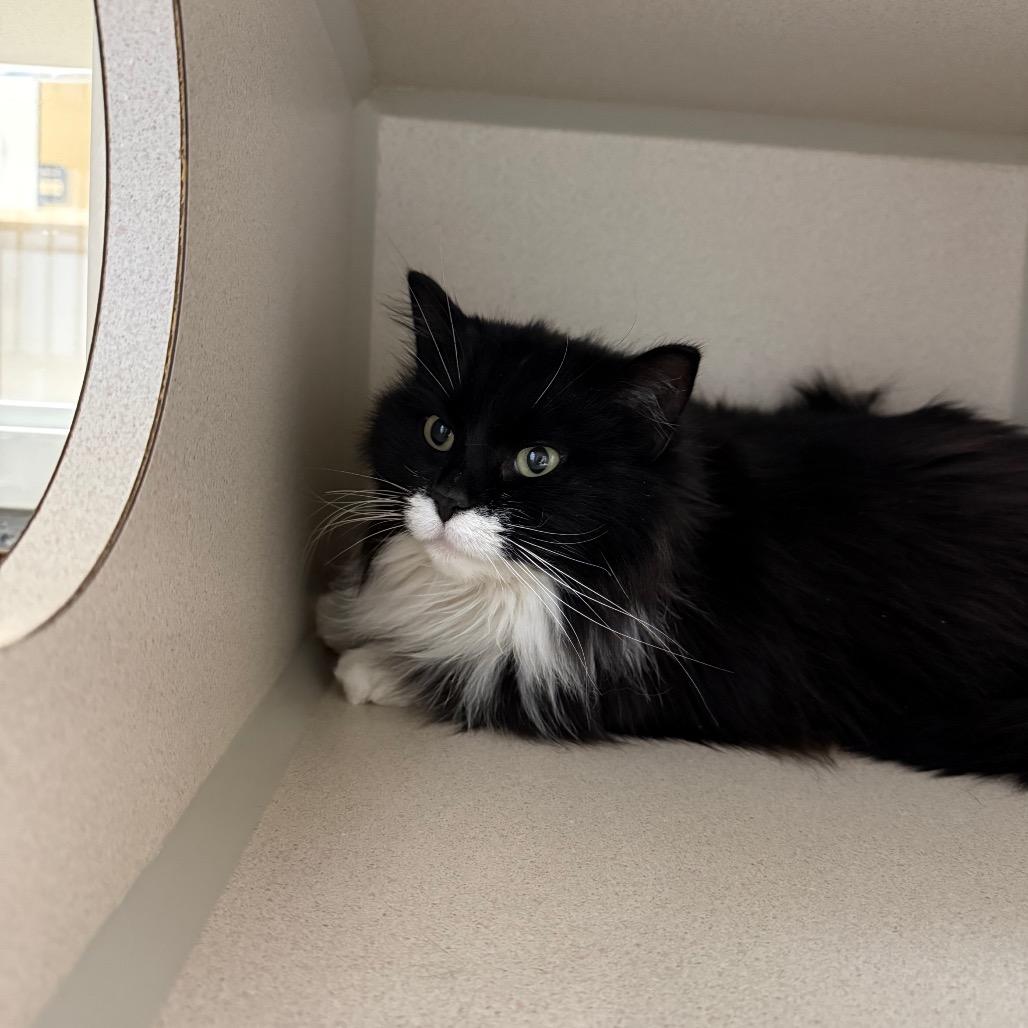 Enlarge Lola, a Adoptable Domestic Long Hair in Great Falls, MT image 3/6