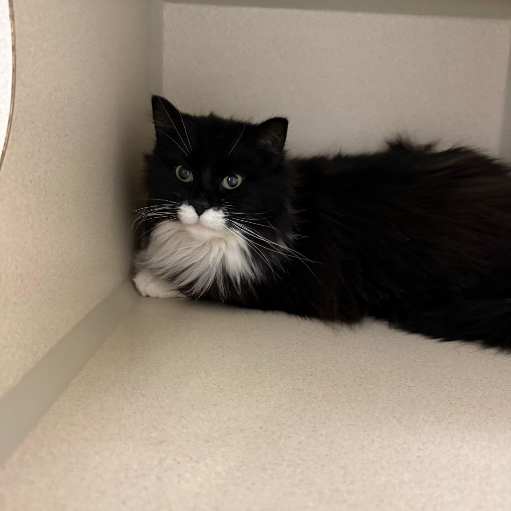 Enlarge Lola, a Adoptable Domestic Long Hair in Great Falls, MT image 4/6