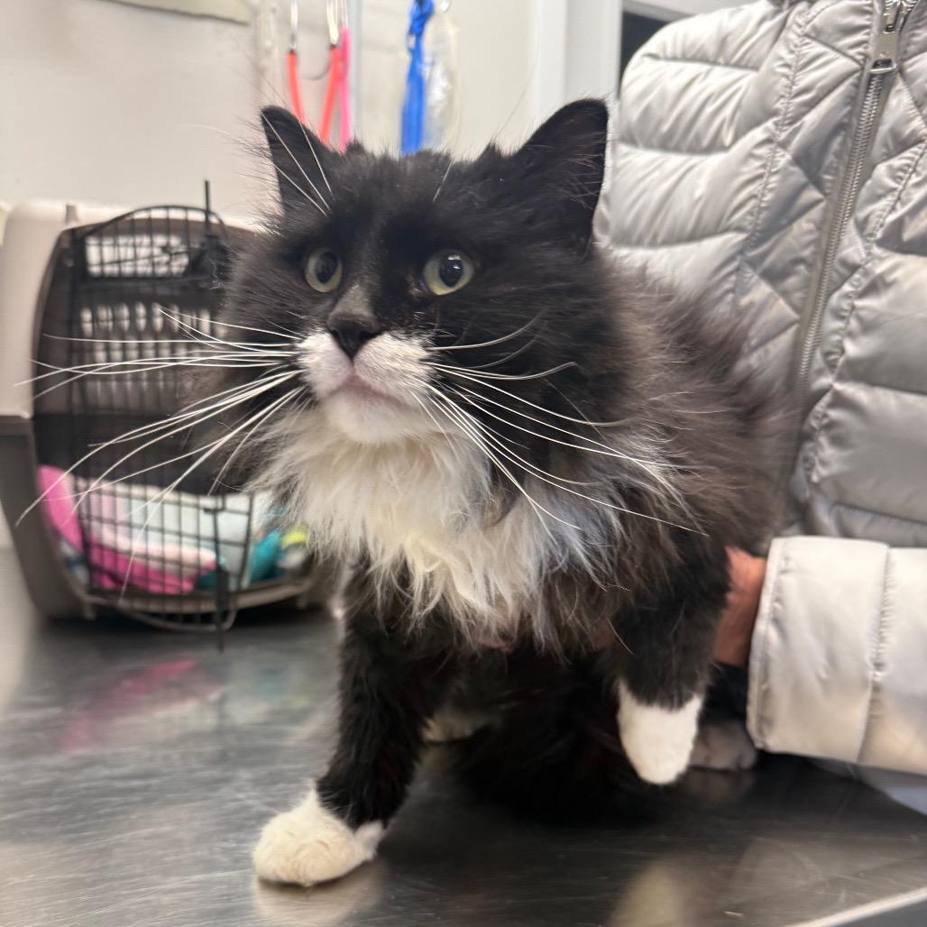 Enlarge Lola, a Adoptable Domestic Long Hair in Great Falls, MT image 5/6