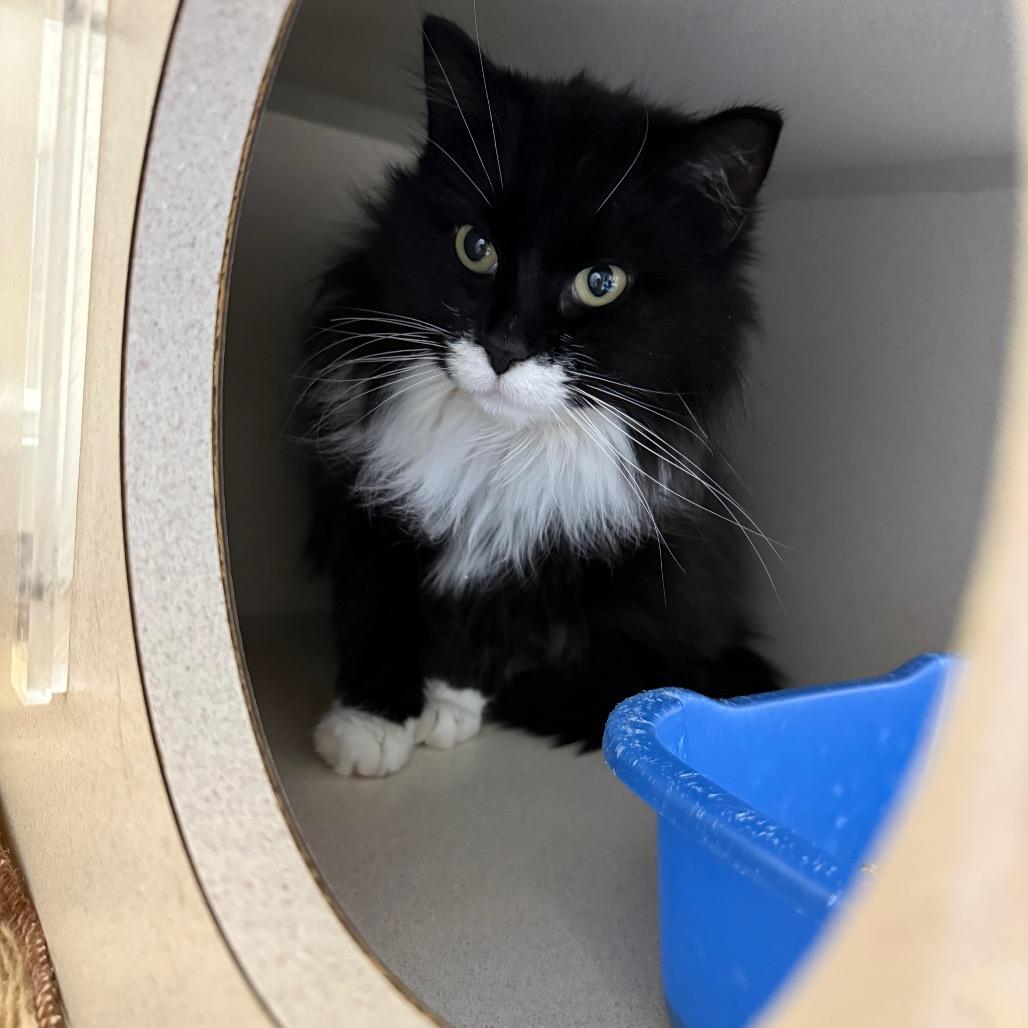 Enlarge Lola, a Adoptable Domestic Long Hair in Great Falls, MT image 6/6