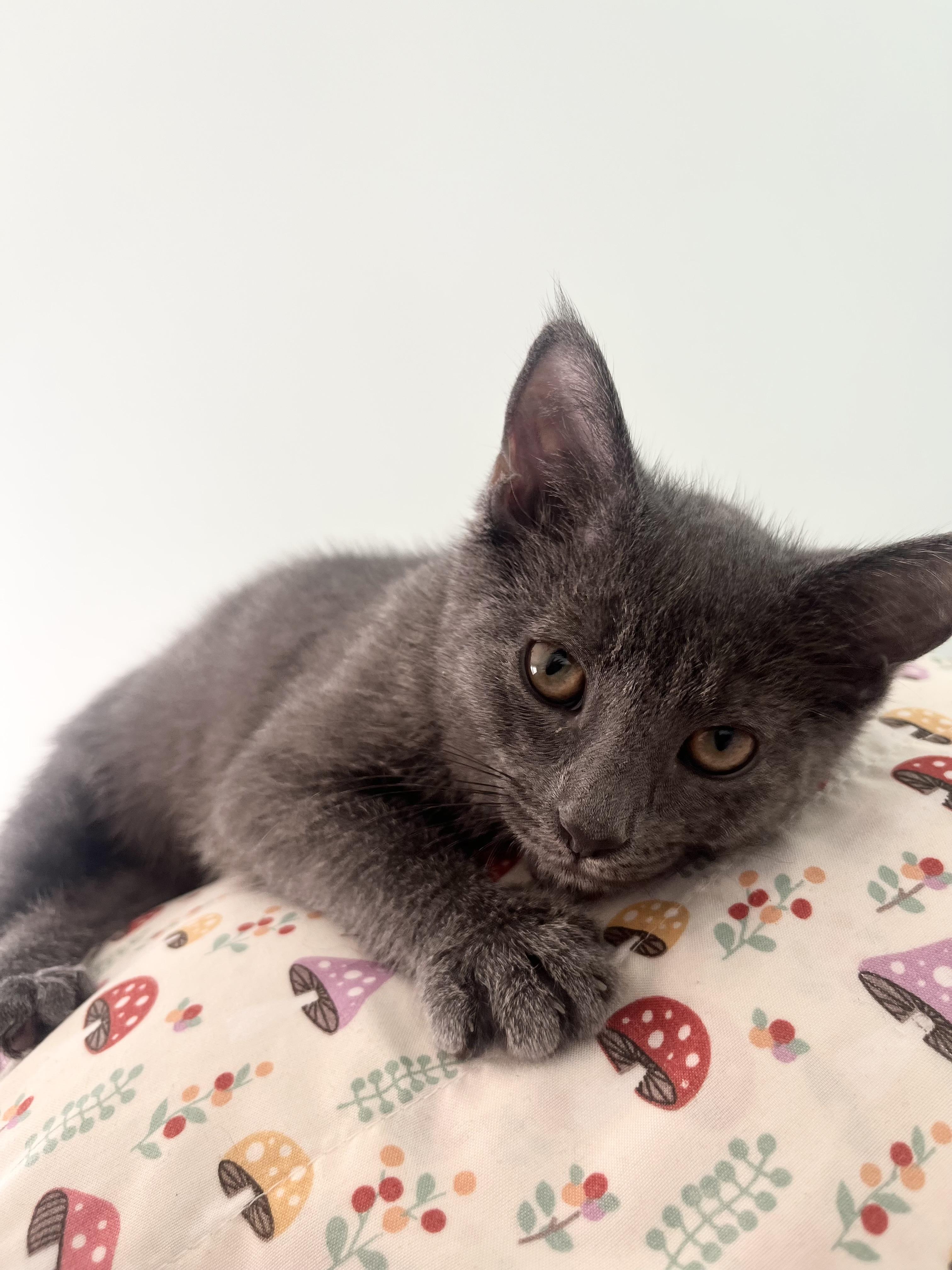 Enlarge Zoloft, an adopted Domestic Short Hair in Alexandria, VA image 1/5