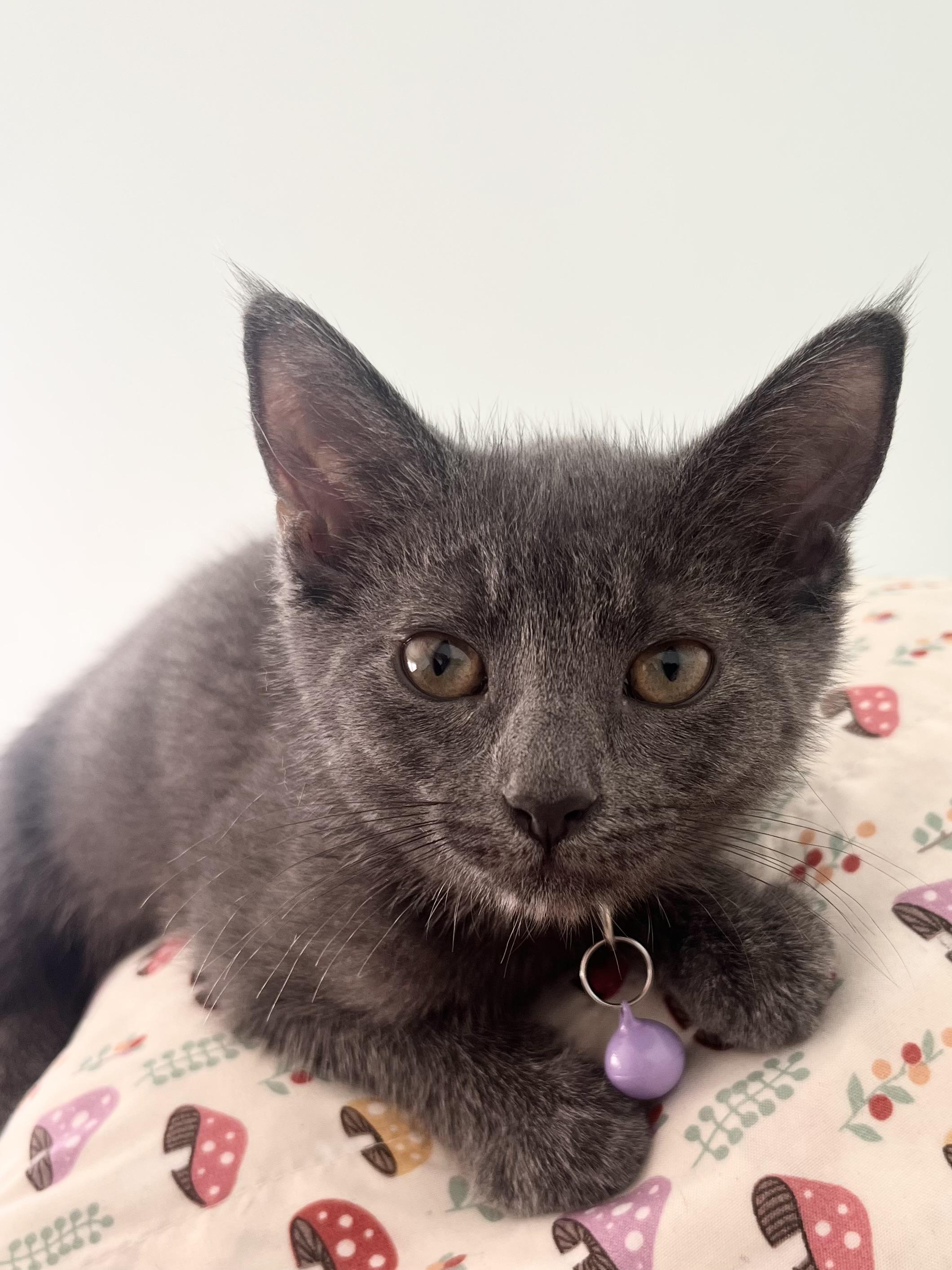 Enlarge Zoloft, an adopted Domestic Short Hair in Alexandria, VA image 2/5