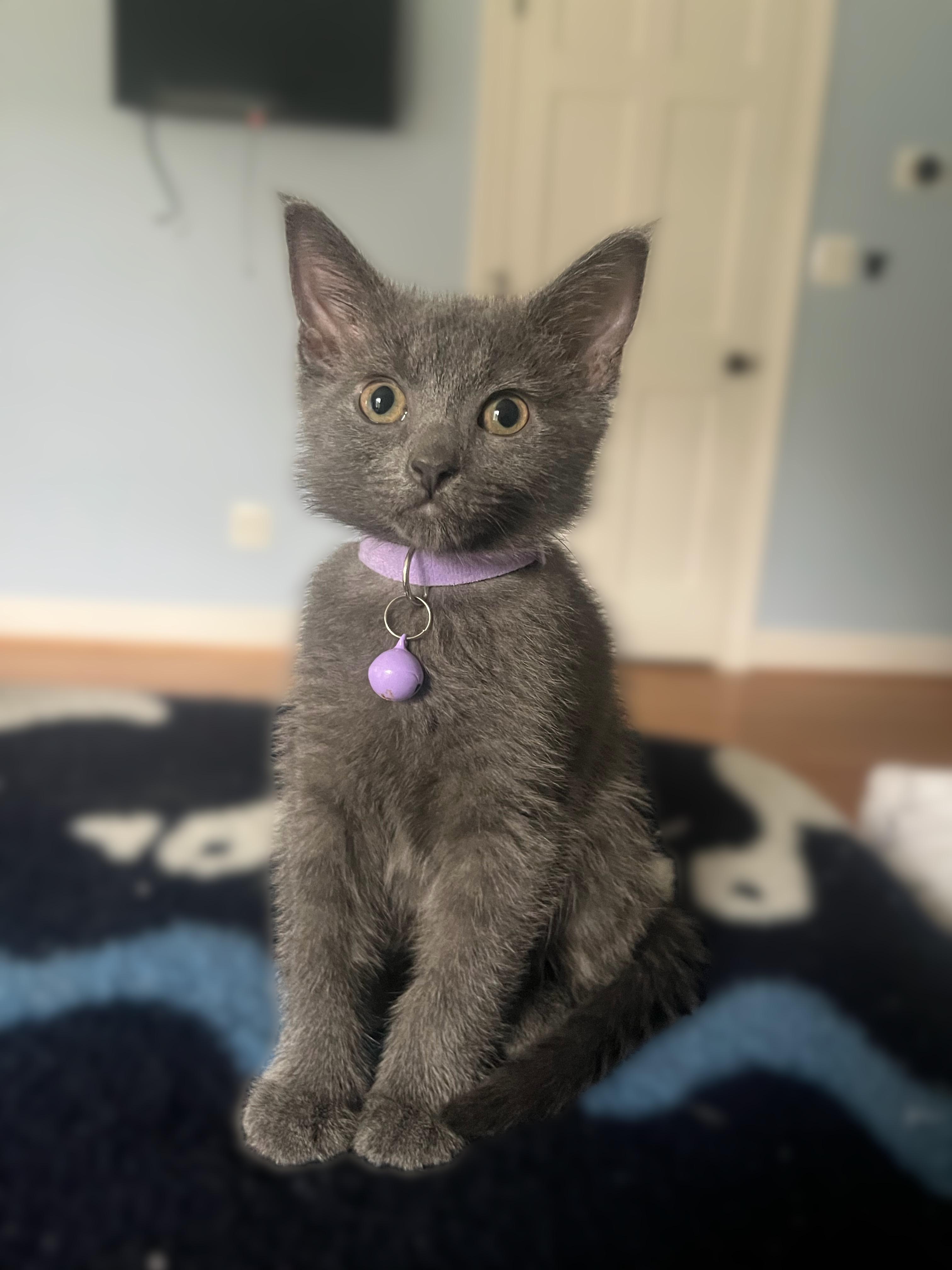 Enlarge Zoloft, an adopted Domestic Short Hair in Alexandria, VA image 3/5