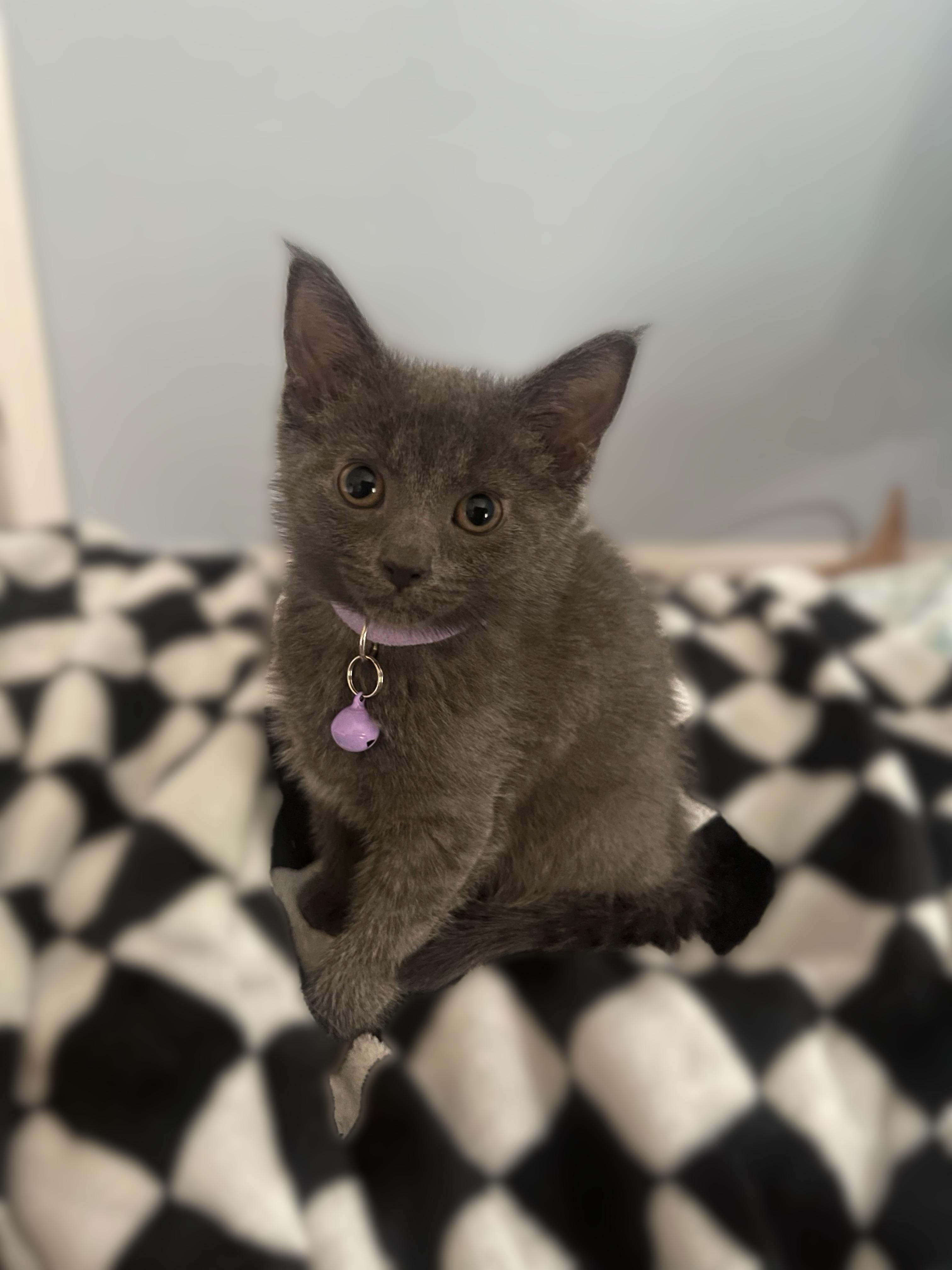 Enlarge Zoloft, an adopted Domestic Short Hair in Alexandria, VA image 5/5