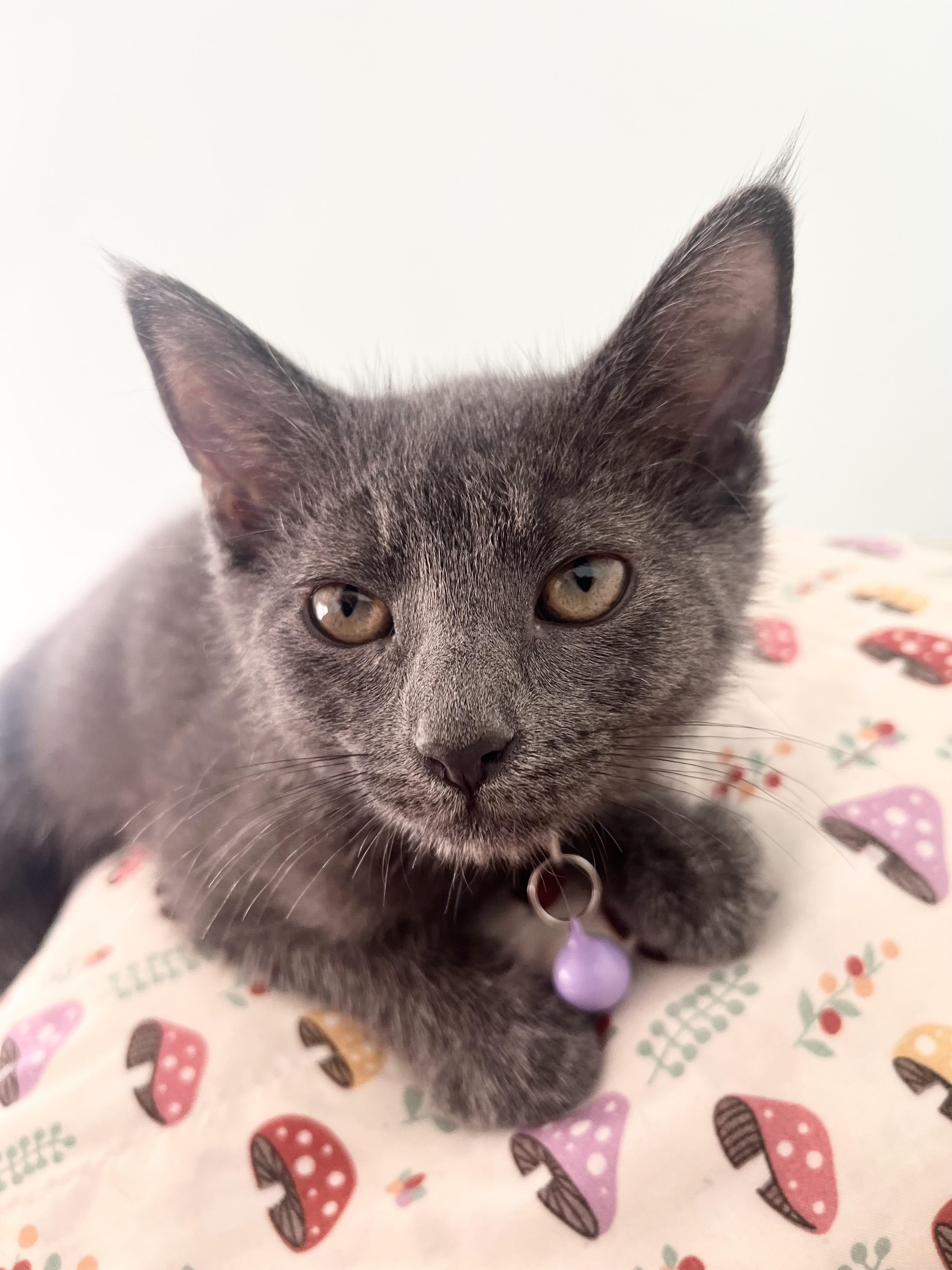 Enlarge Zoloft, an adopted Domestic Short Hair in Alexandria, VA image 4/5