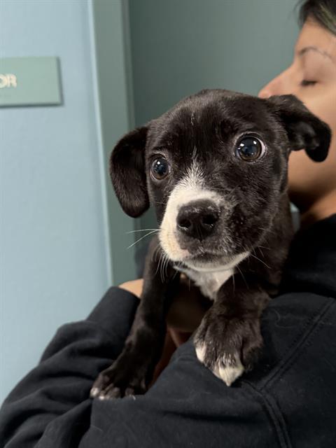 Enlarge AMBESSA, a Adoptable Mixed Breed in Newton, NC image 1/1