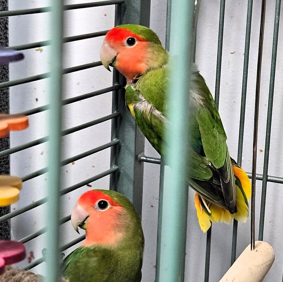 Rose & Hyacinth, Adoptable, Adult Unknown Lovebird.