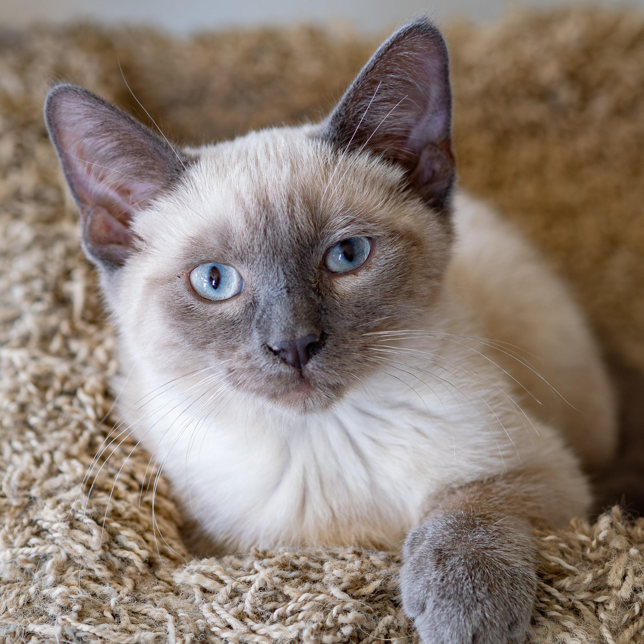 Enlarge ROBERT-1, an adopted Siamese in Globe, AZ image 1/1