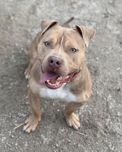 Enlarge Chester, a Adoptable Mixed Breed in Fairfax, VA image 1/3