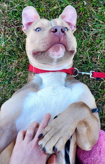 Enlarge Chester, a Adoptable Mixed Breed in Fairfax, VA image 2/3