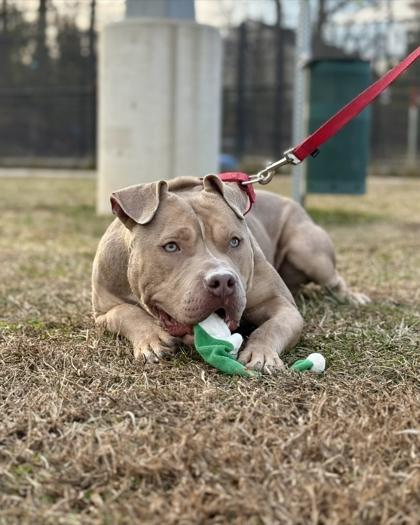 Enlarge Chester, a Adoptable Mixed Breed in Fairfax, VA image 3/3