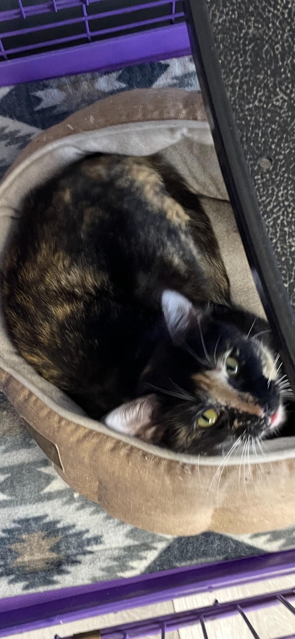 Enlarge Vivian - Must Apply in Person !, a Adoptable mixed breed in Georgetown, KY image 1/1