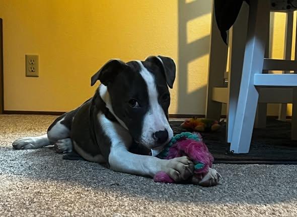 Enlarge Millie, an adopted mixed breed in CLINTON, WA image 3/4