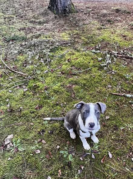 Millie, adopted, Young Female Australian Shepherd & Pit Bull Terrier.