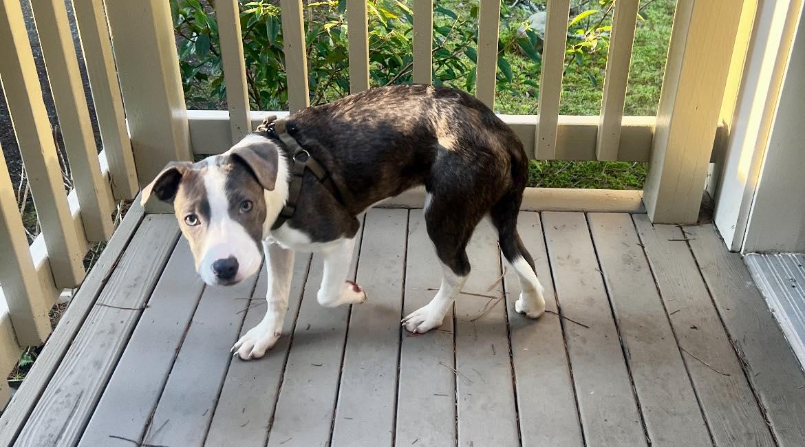 Enlarge Millie, an adopted mixed breed in CLINTON, WA image 4/4