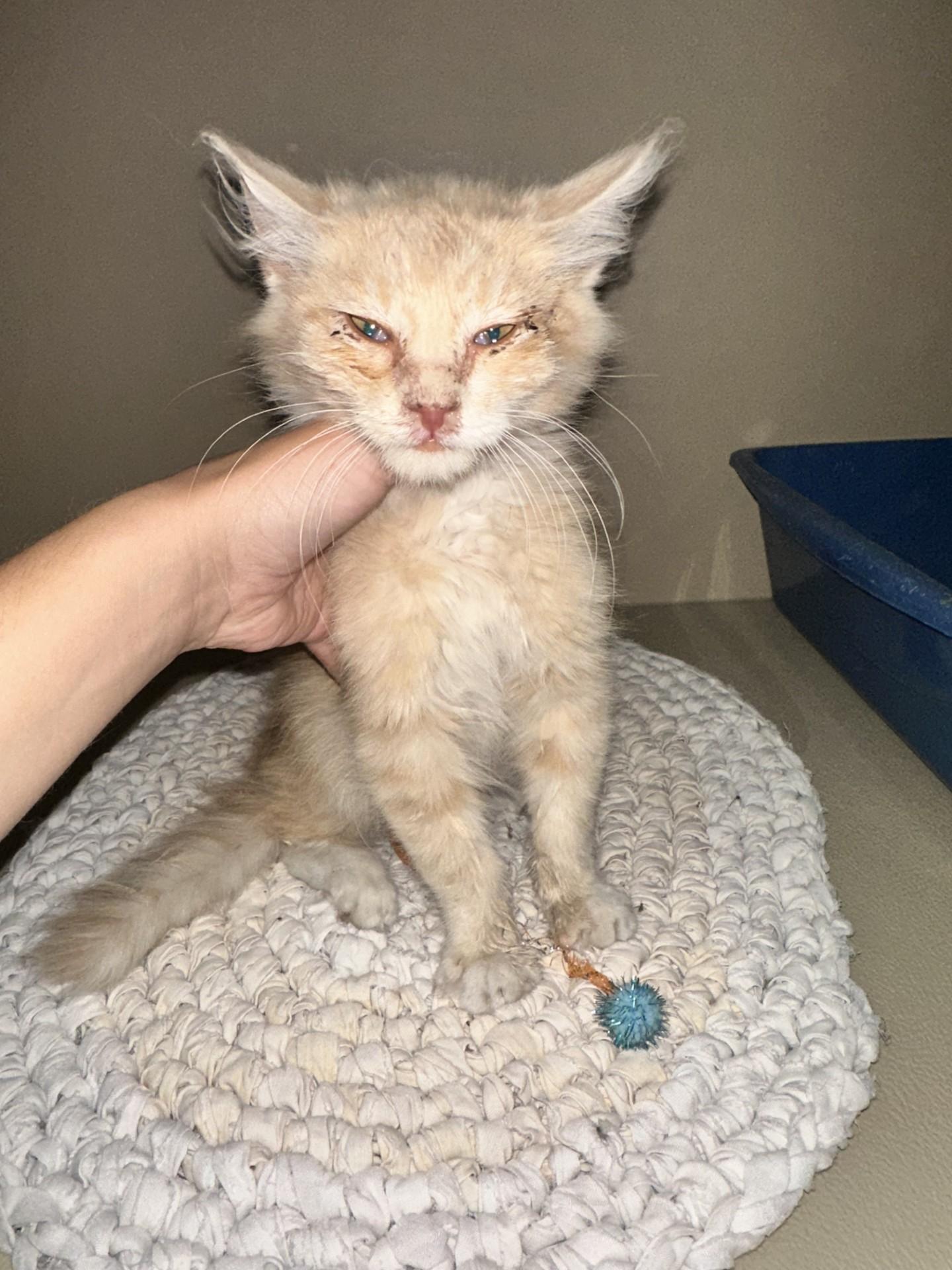 61465059, ADOPTABLE, Young Male Domestic Medium Hair.