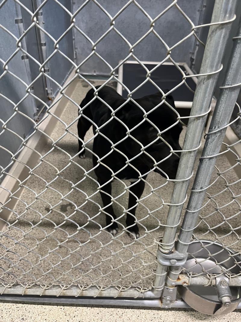 Ozzy, Adoptable, Adult Male Labrador Retriever.