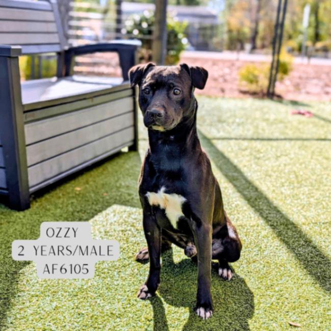 Enlarge Ozzy, a Adoptable Labrador Retriever in Supply, NC image 2/2