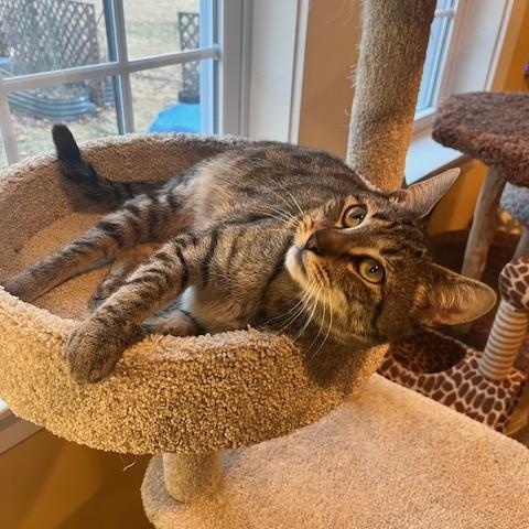 Enlarge Gravy and Turkey, an adoptable Domestic Short Hair in Rochester, MA image 4/6