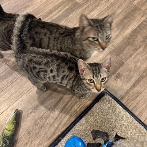 Gravy and Turkey, adopted, Young Female Domestic Short Hair.