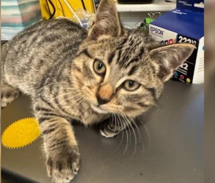 Enlarge Gravy and Turkey, an adoptable Domestic Short Hair in Rochester, MA image 6/6