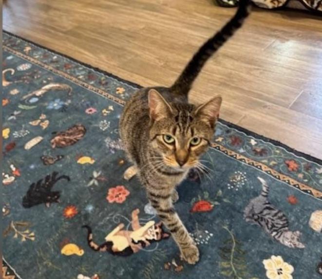 Enlarge Gravy and Turkey, an adoptable Domestic Short Hair in Rochester, MA image 5/6