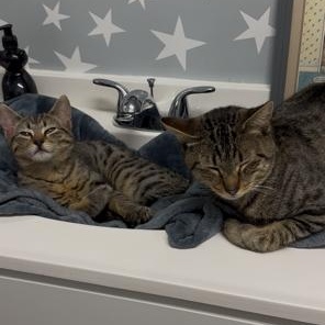 Enlarge Gravy and Turkey, an adoptable Domestic Short Hair in Rochester, MA image 1/6