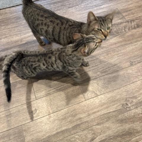 Enlarge Gravy and Turkey, an adopted Domestic Short Hair in Rochester, MA image 2/6