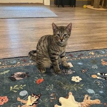 Enlarge Gravy and Turkey, an adoptable Domestic Short Hair in Rochester, MA image 2/6