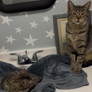 Enlarge Gravy and Turkey, an adoptable Domestic Short Hair in Rochester, MA image 3/6