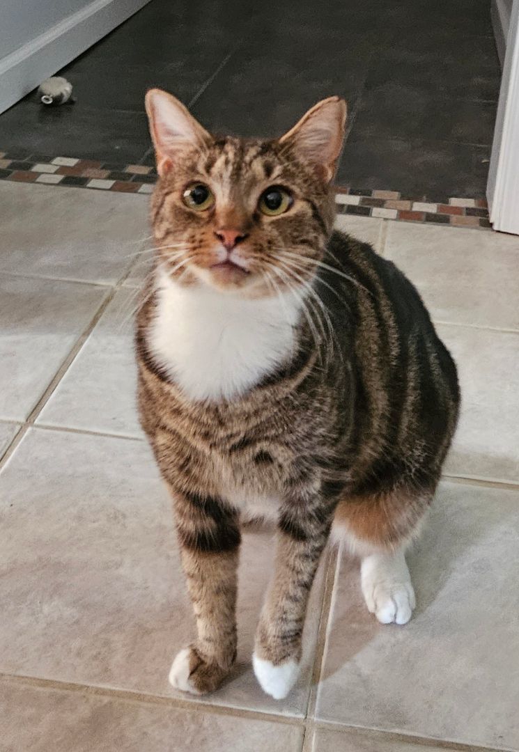 Mac, adoptable, Adult Male Tabby.